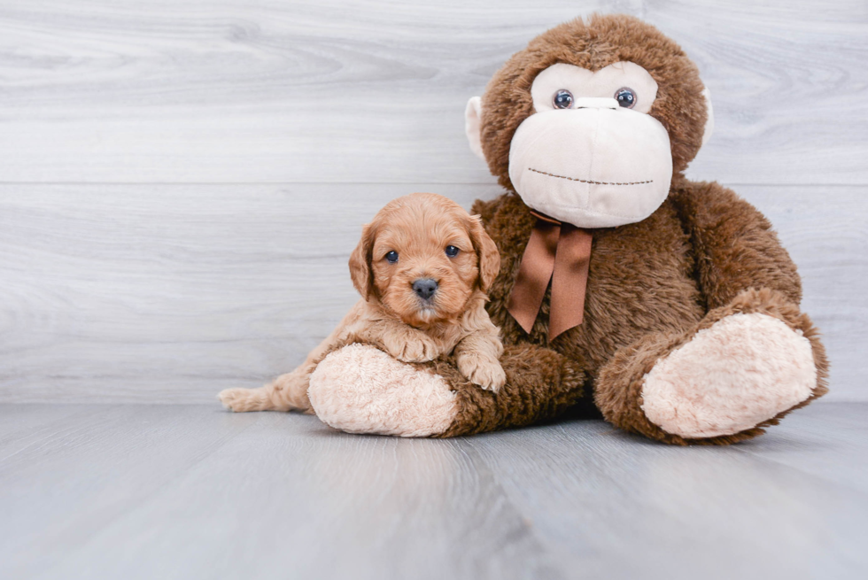 Best Cavapoo Baby