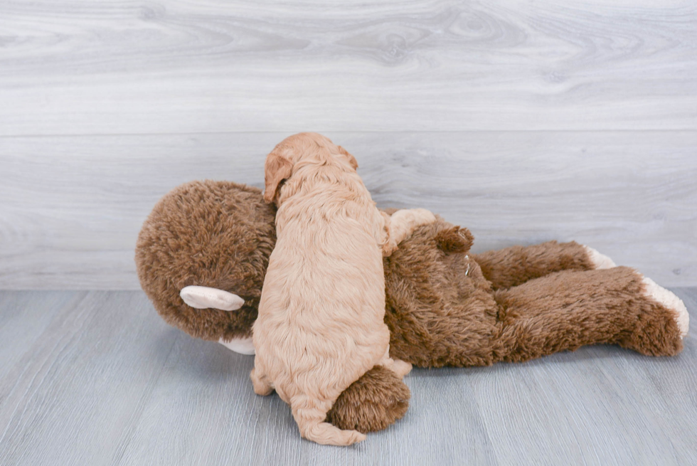 Smart Cavapoo Poodle Mix Pup