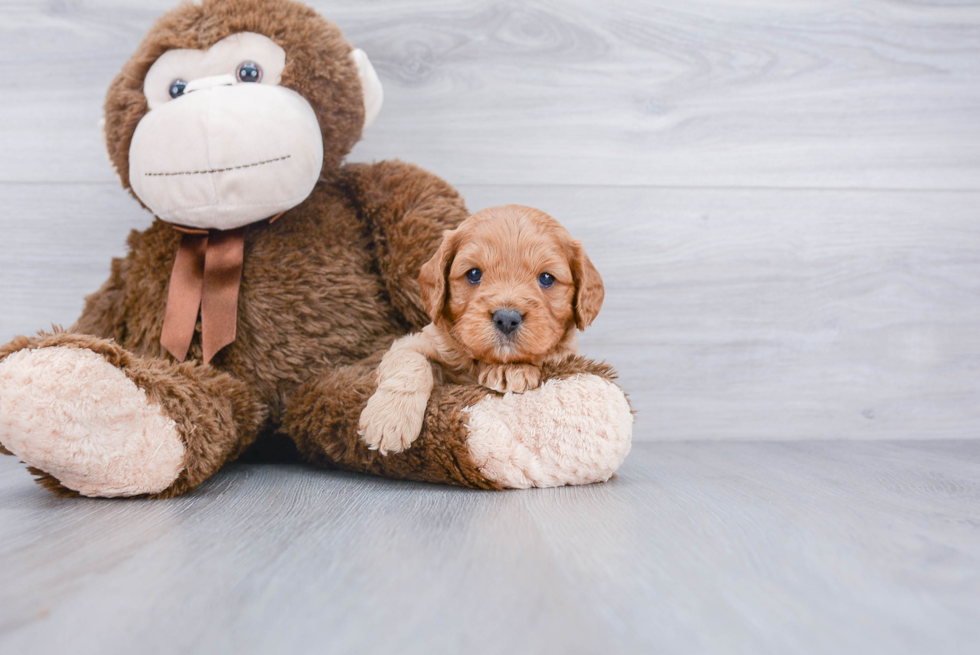 Playful Cavoodle Poodle Mix Puppy