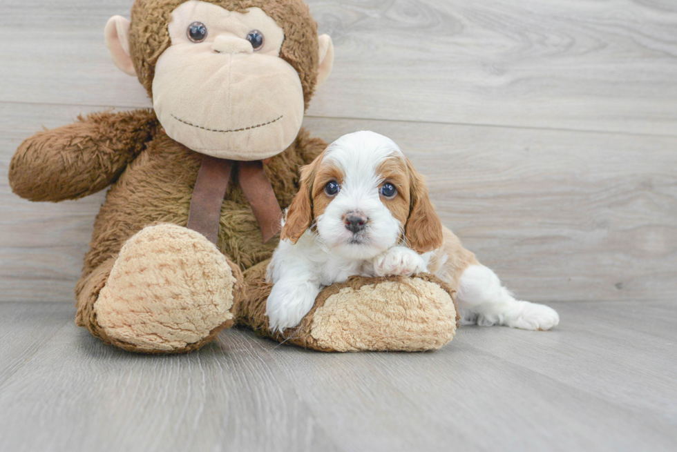 Cavapoo Pup Being Cute