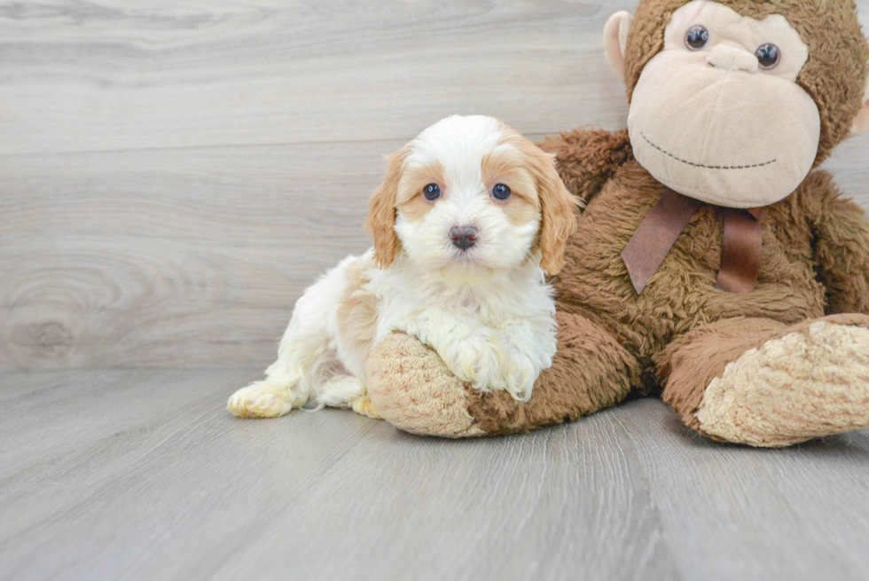 Energetic Cavoodle Poodle Mix Puppy