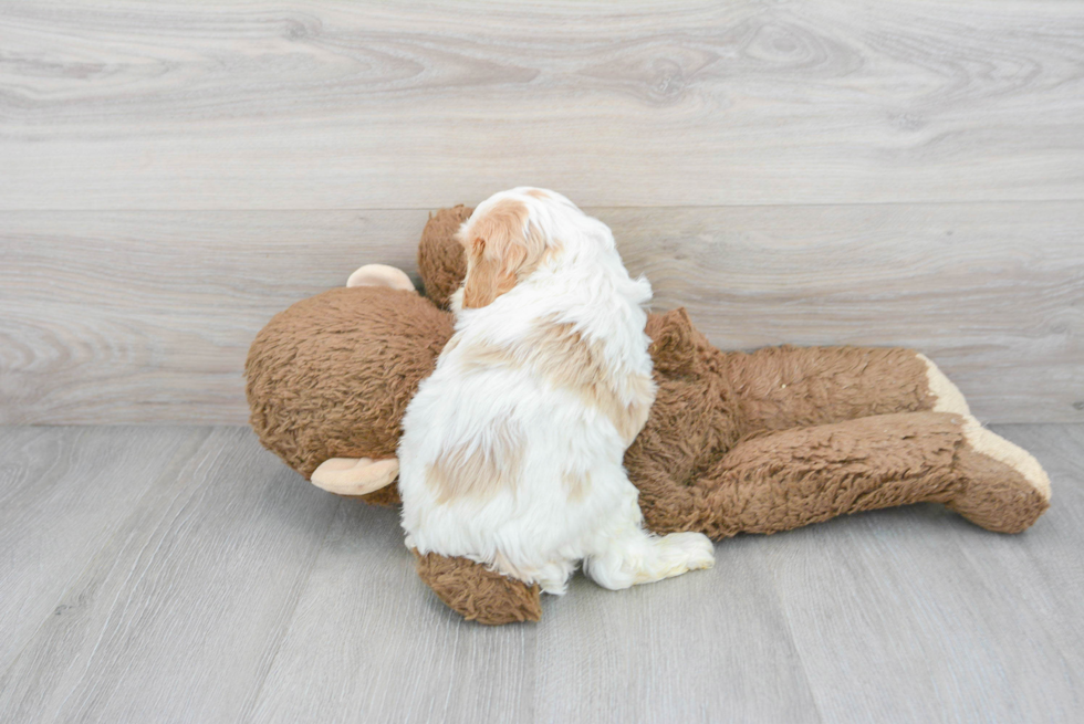 Cavapoo Pup Being Cute