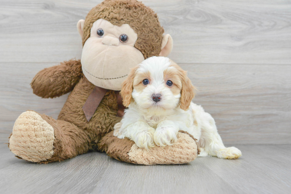 Cavapoo Puppy for Adoption