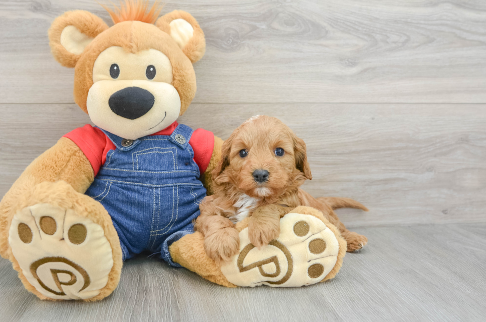 5 week old Cavapoo Puppy For Sale - Premier Pups