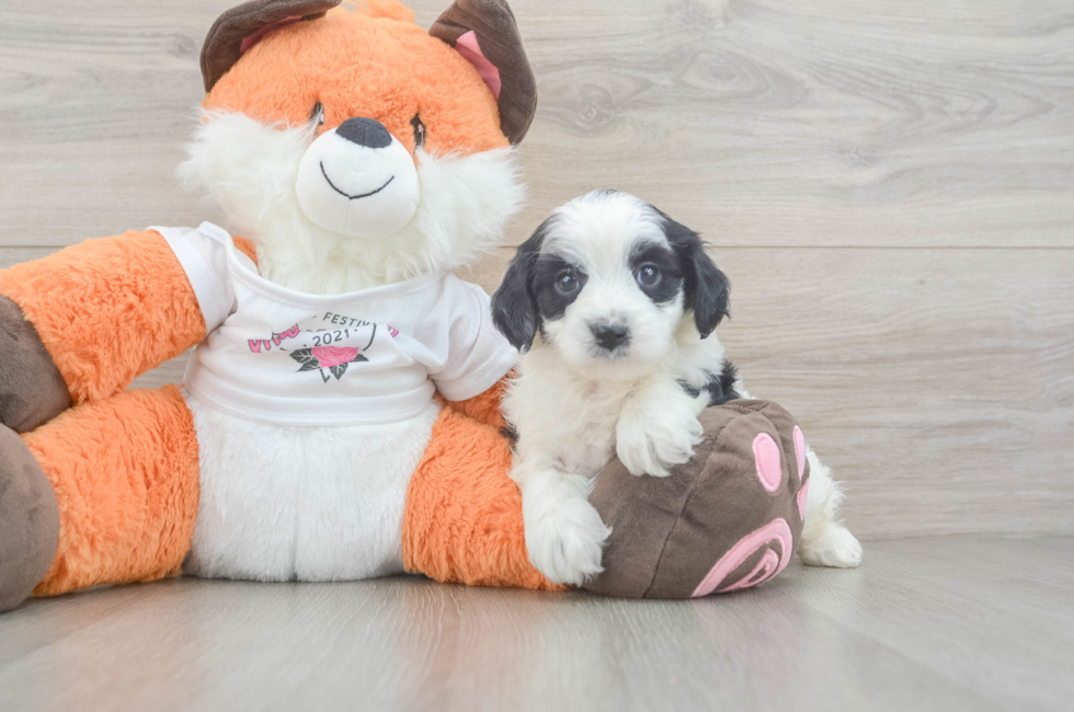 5 week old Cavapoo Puppy For Sale - Premier Pups