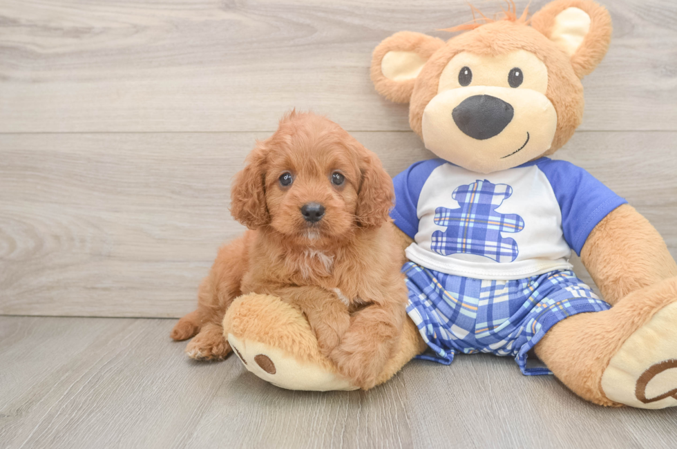 5 week old Cavapoo Puppy For Sale - Premier Pups