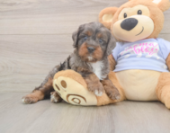 8 week old Cavapoo Puppy For Sale - Premier Pups