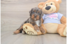Cavapoo Pup Being Cute
