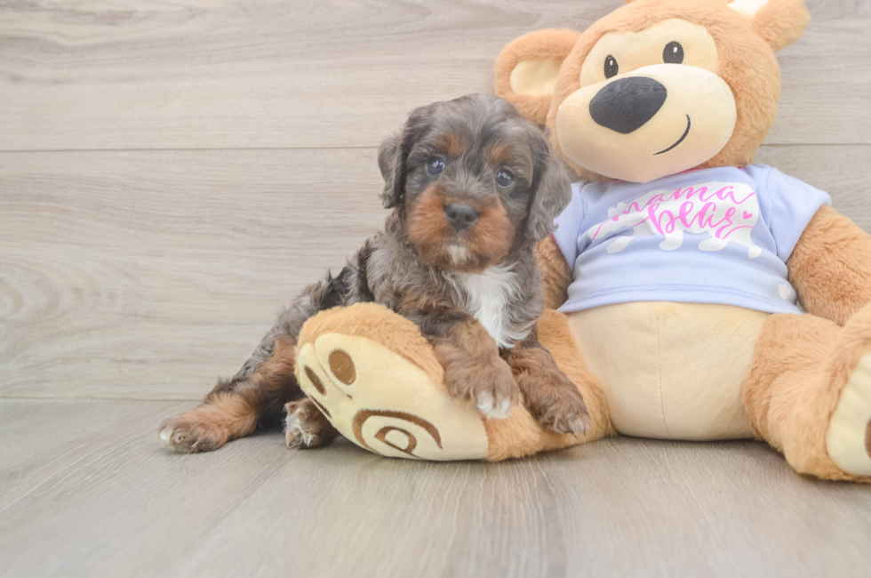 5 week old Cavapoo Puppy For Sale - Premier Pups