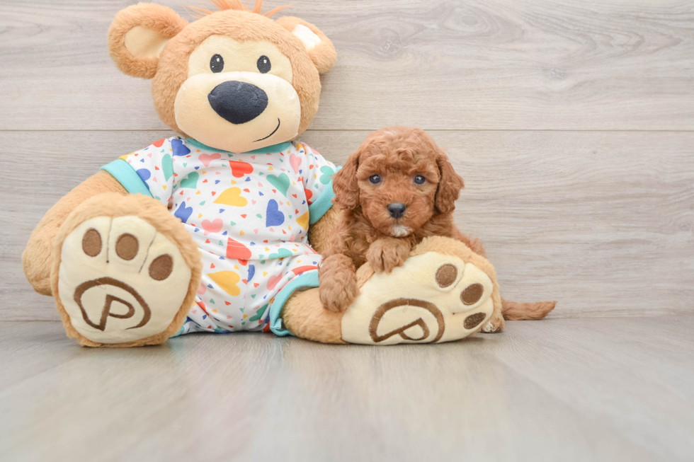 Playful Cavapoodle Poodle Mix Puppy