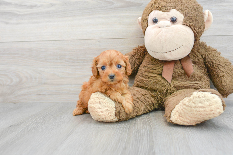 Cavapoo Puppy for Adoption