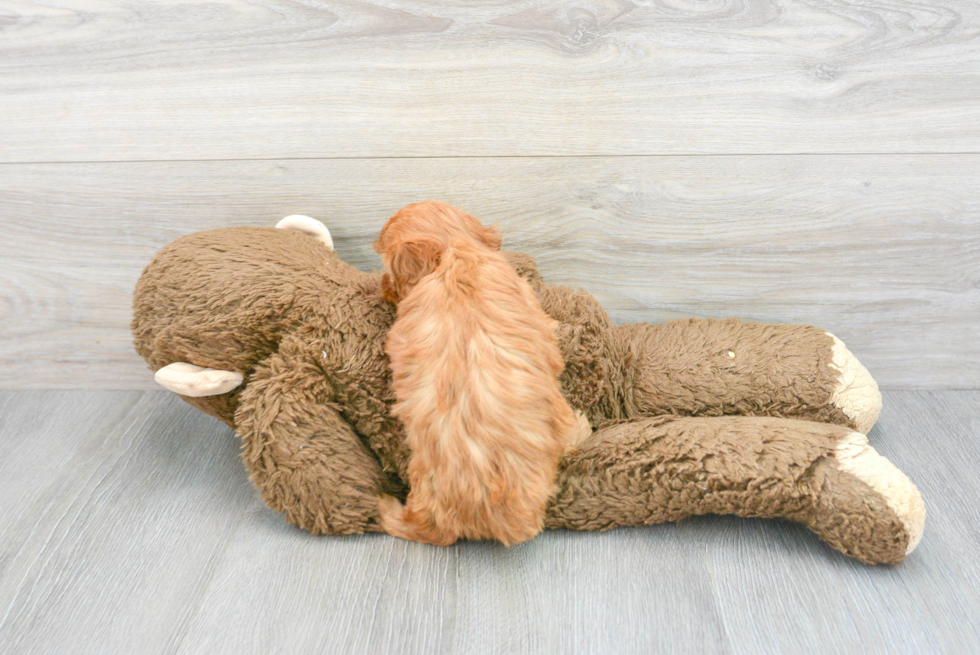 Hypoallergenic Cavoodle Poodle Mix Puppy