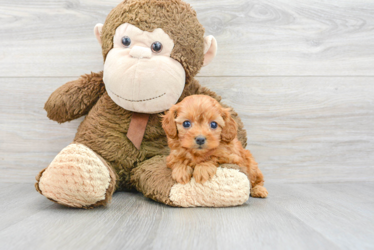 Cute Cavapoo Baby