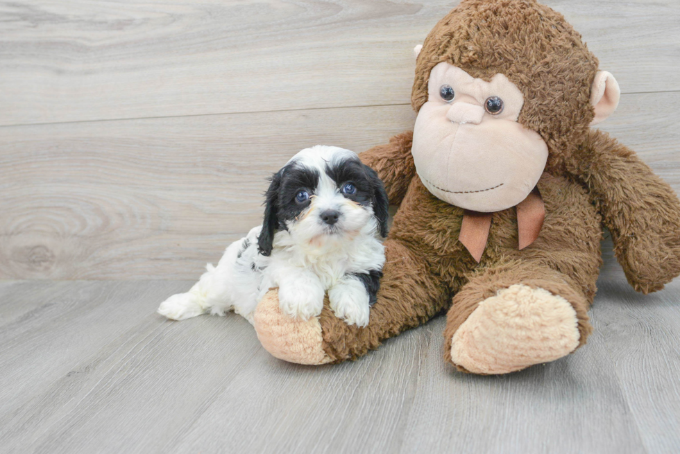 Friendly Cavapoo Baby