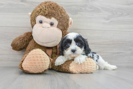 Cute Cavapoo Baby