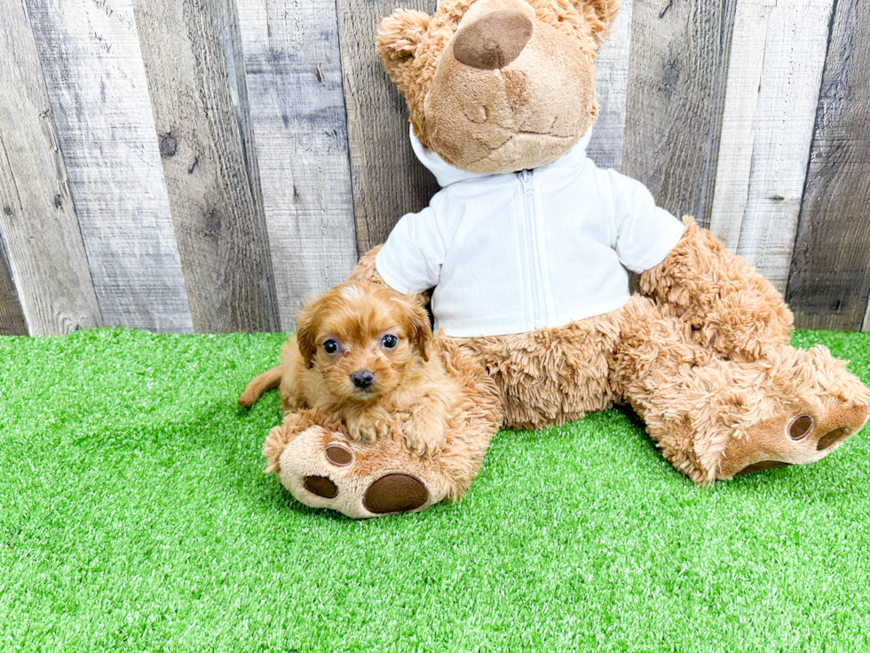 Friendly Cavapoo Kimber: 3lb 5oz Doodle Puppy