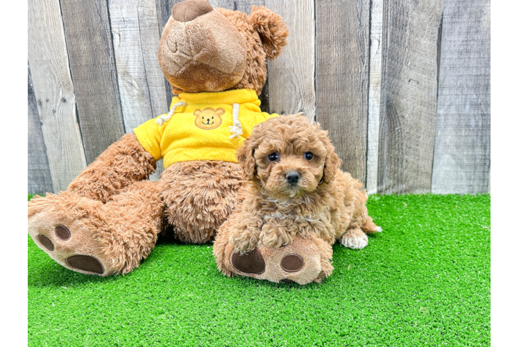 Energetic Cavoodle Poodle Mix Puppy