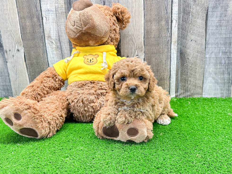 Energetic Cavoodle Poodle Mix Puppy