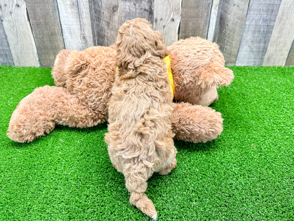 Hypoallergenic Cavoodle Poodle Mix Puppy