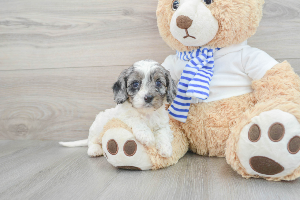 Best Cavapoo Baby
