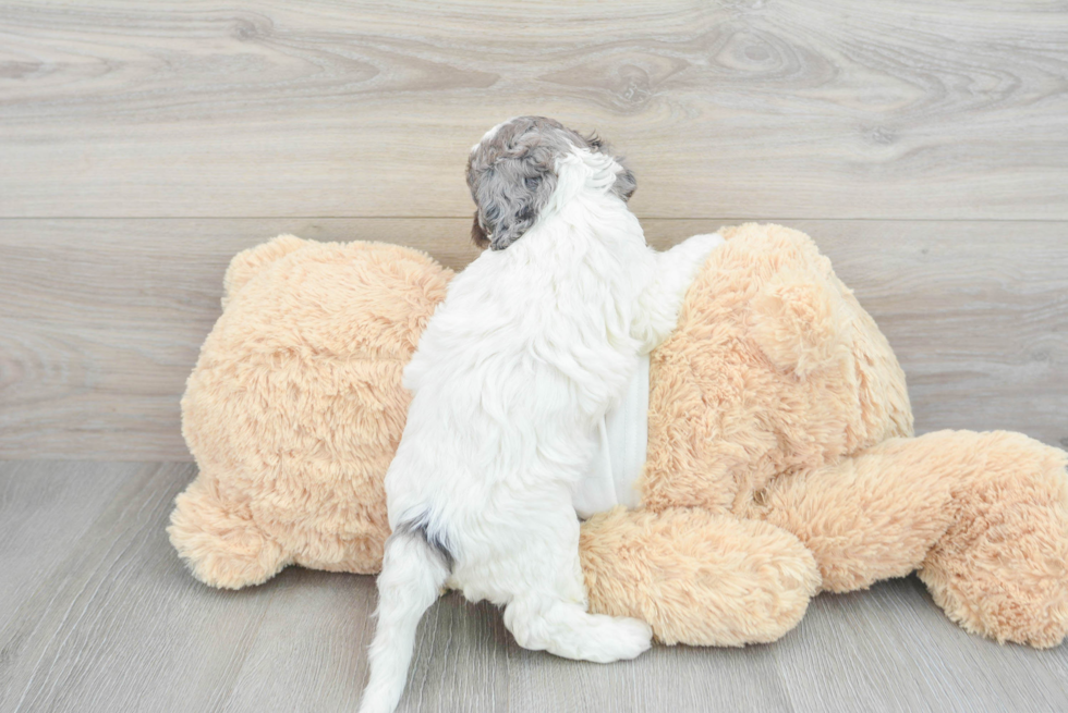 Cavapoo Puppy for Adoption