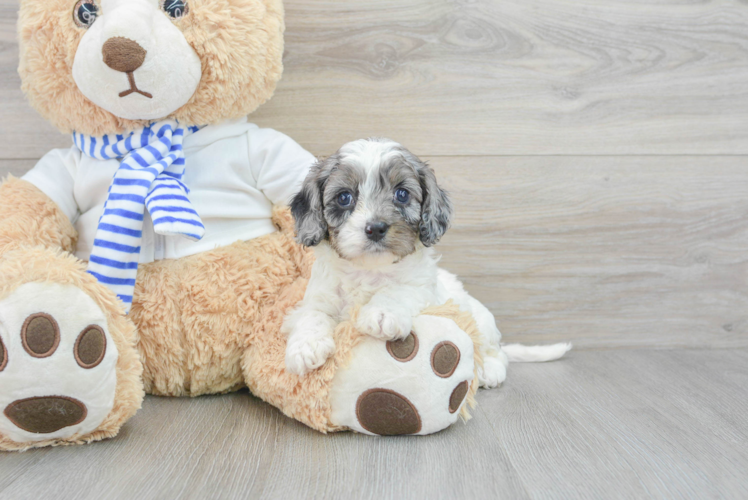 Cavapoo Puppy for Adoption