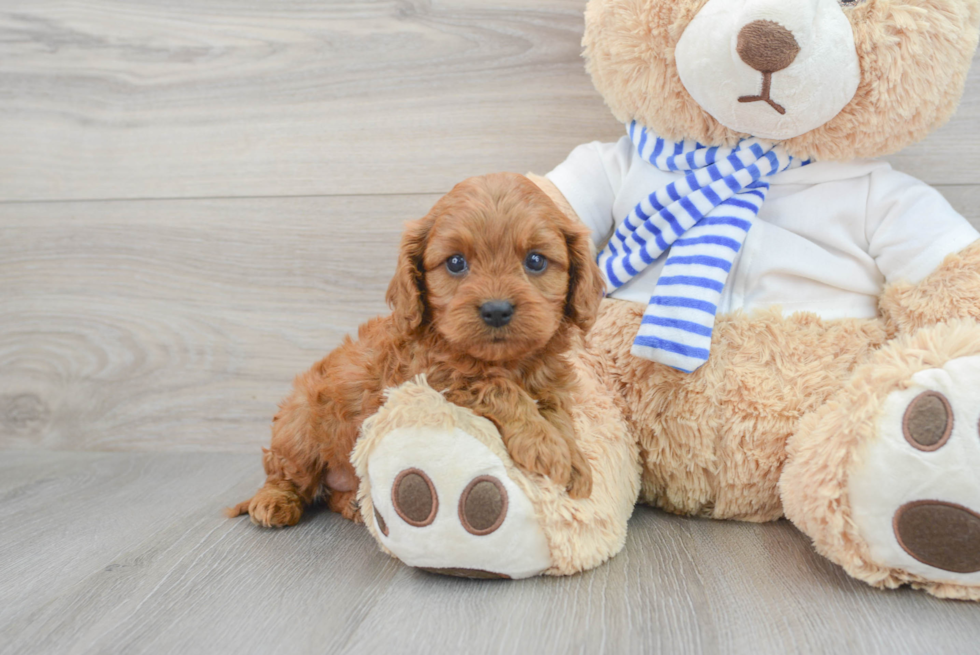 Cavapoo Puppy for Adoption