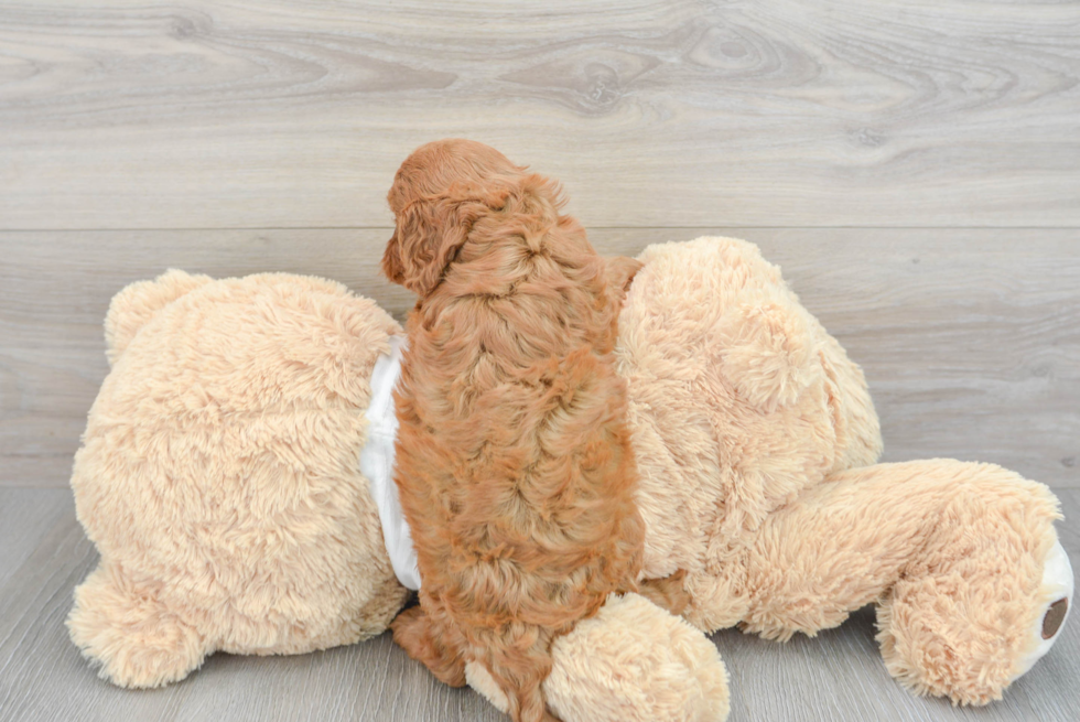 Popular Cavapoo Poodle Mix Pup