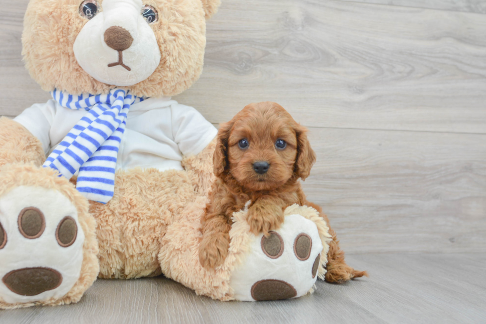 Energetic Cavoodle Poodle Mix Puppy