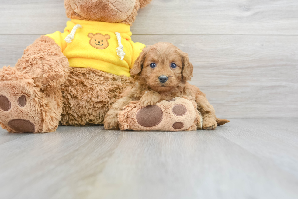 Popular Cavapoo Poodle Mix Pup