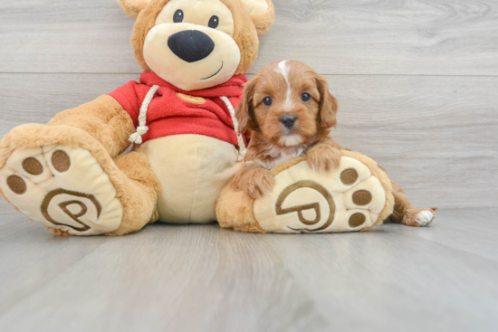 Friendly Cavapoo Baby