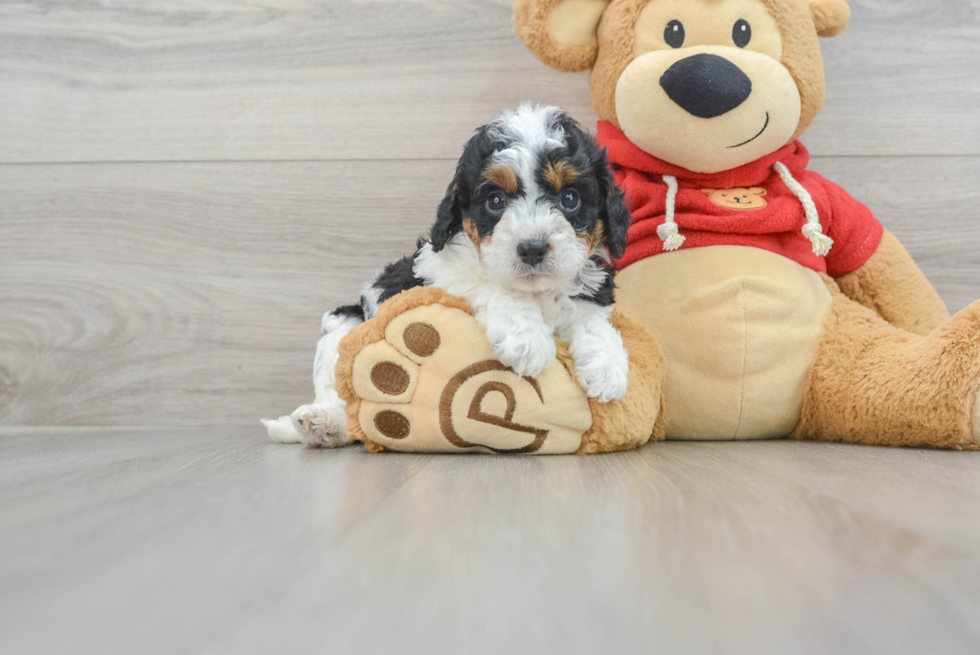 Fluffy Cavapoo Poodle Mix Pup