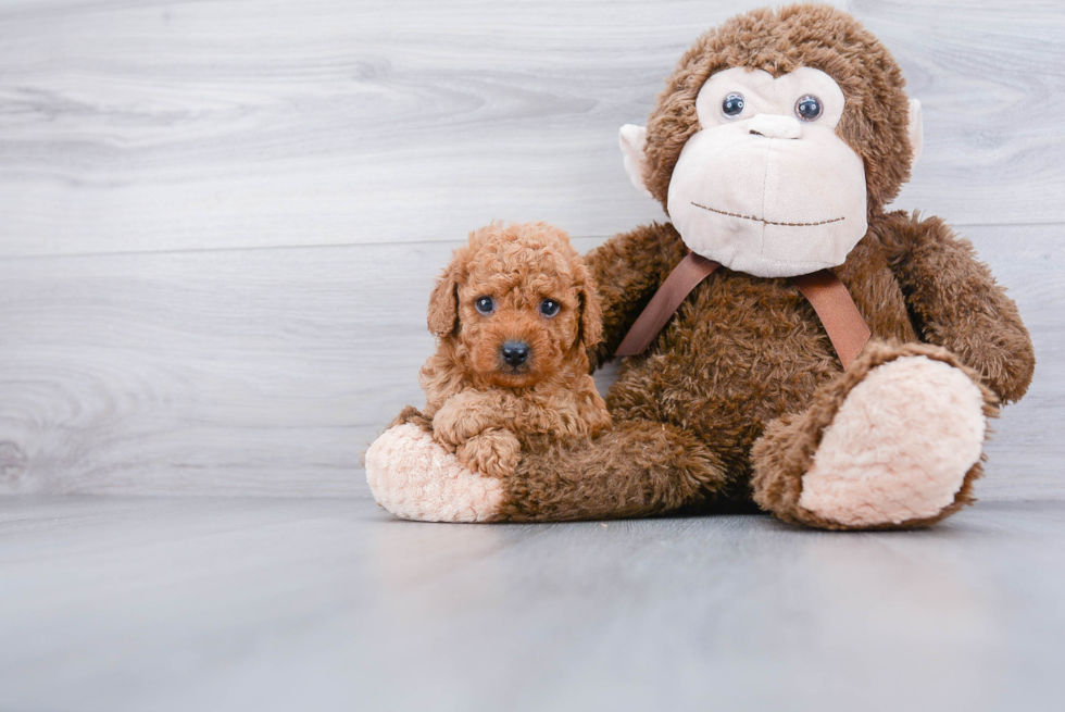 Best Cavapoo Baby