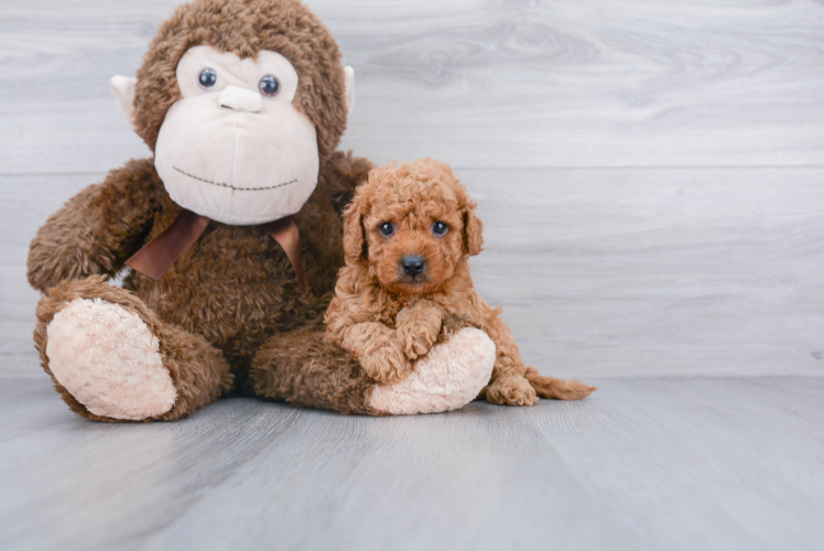 Happy Cavapoo Baby