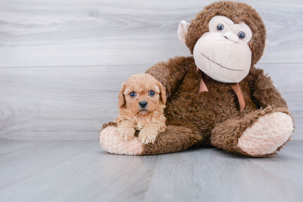 Cavapoo Pup Being Cute