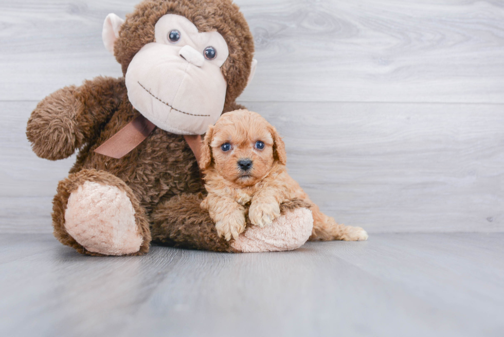 Cavapoo Pup Being Cute