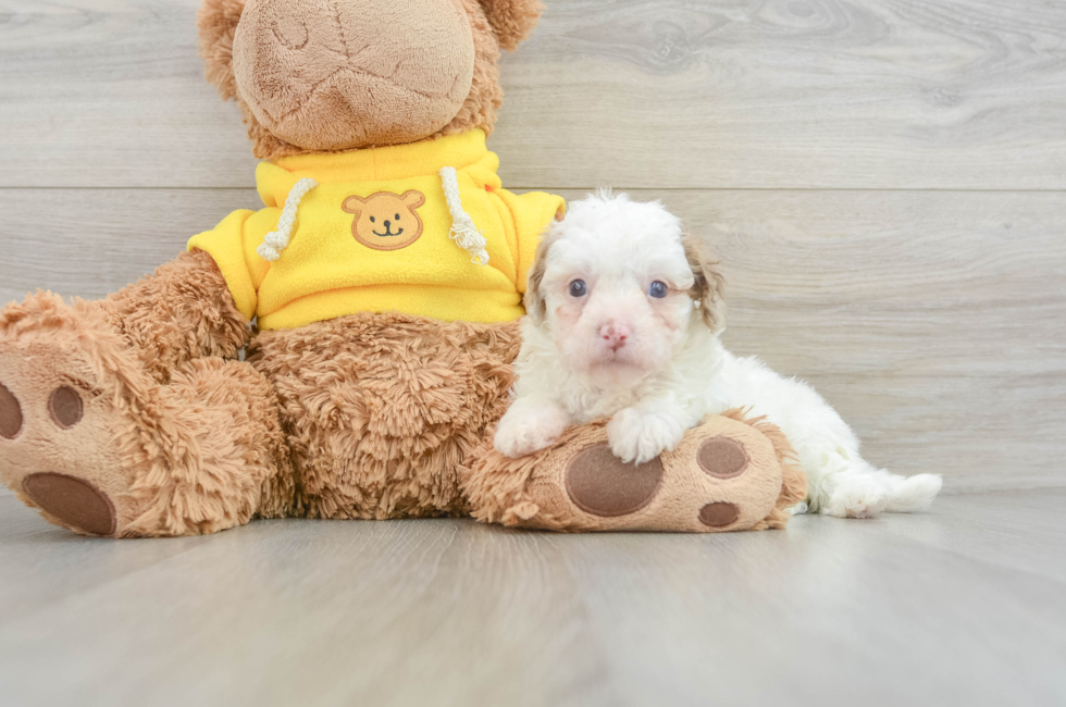 9 week old Cavapoo Puppy For Sale - Premier Pups