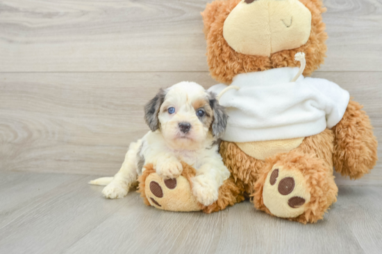 Popular Cavapoo Poodle Mix Pup