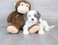 10 week old Cavapoo Puppy For Sale - Premier Pups