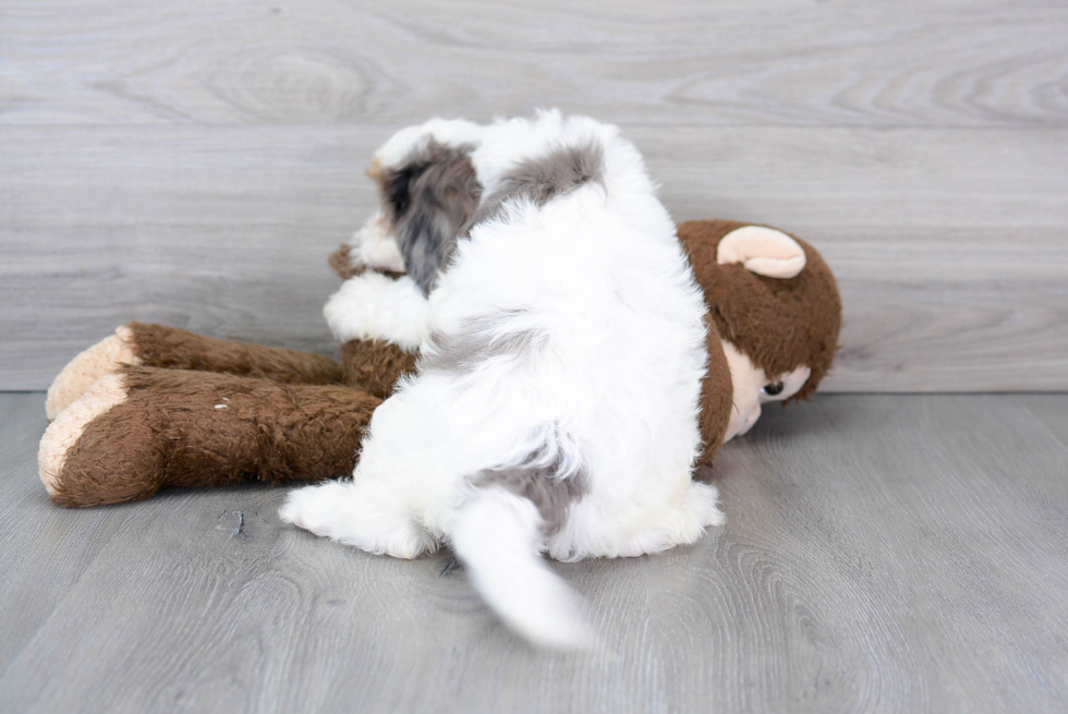 Friendly Cavapoo Baby