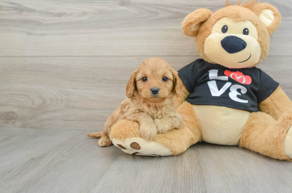 5 week old Cavapoo Puppy For Sale - Premier Pups