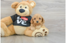 Adorable Cavalier King Charles Spaniel and Poodle Mix Poodle Mix Puppy