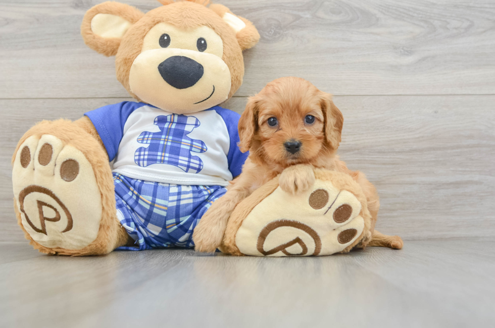7 week old Cavapoo Puppy For Sale - Premier Pups
