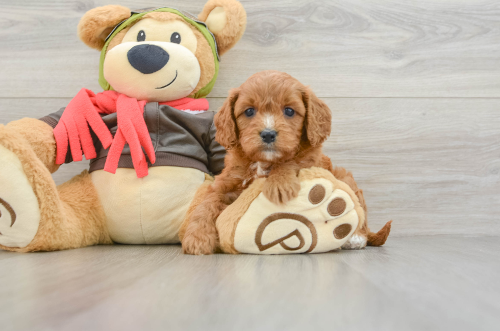 5 week old Cavapoo Puppy For Sale - Premier Pups