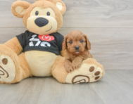 7 week old Cavapoo Puppy For Sale - Premier Pups