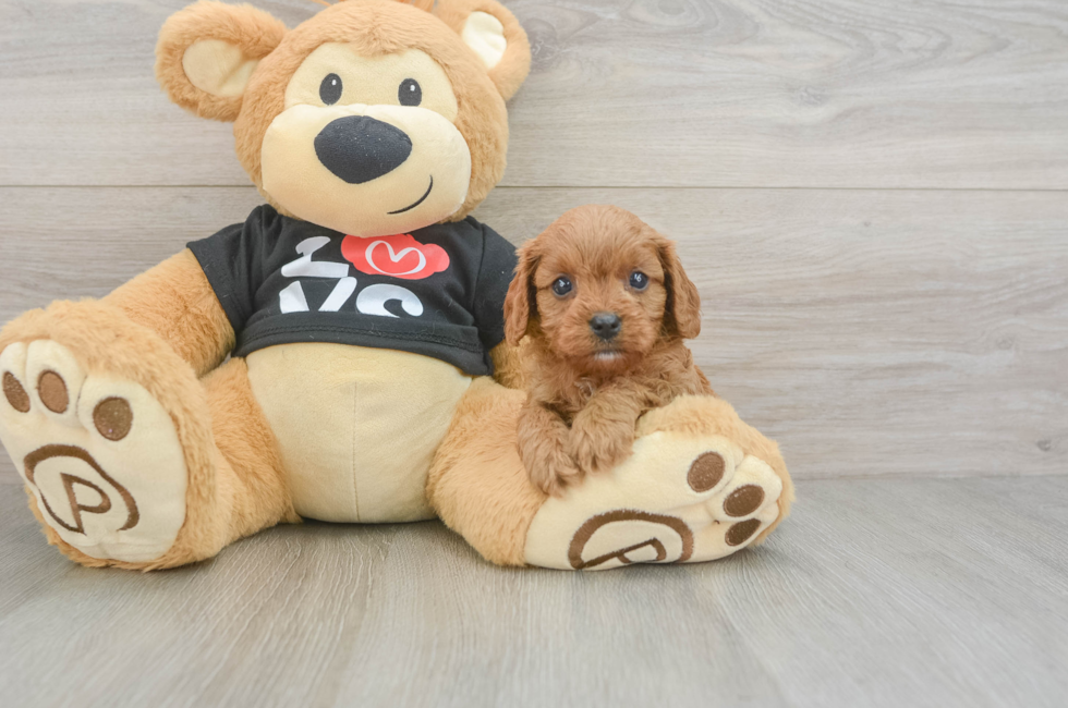 6 week old Cavapoo Puppy For Sale - Premier Pups