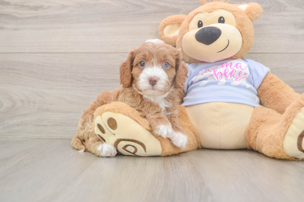 5 week old Cavapoo Puppy For Sale - Premier Pups