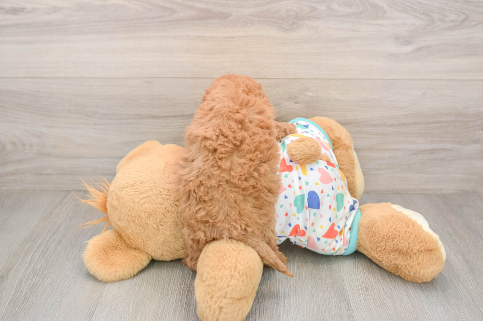 Cavapoo Pup Being Cute