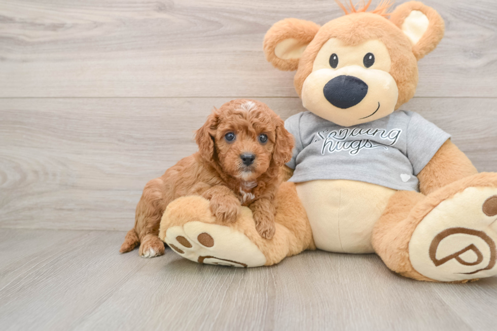 Best Cavapoo Baby