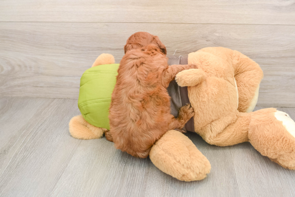 Sweet Cavapoo Baby